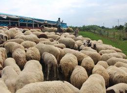 Çoban istihdam edene 5 bin TL destek