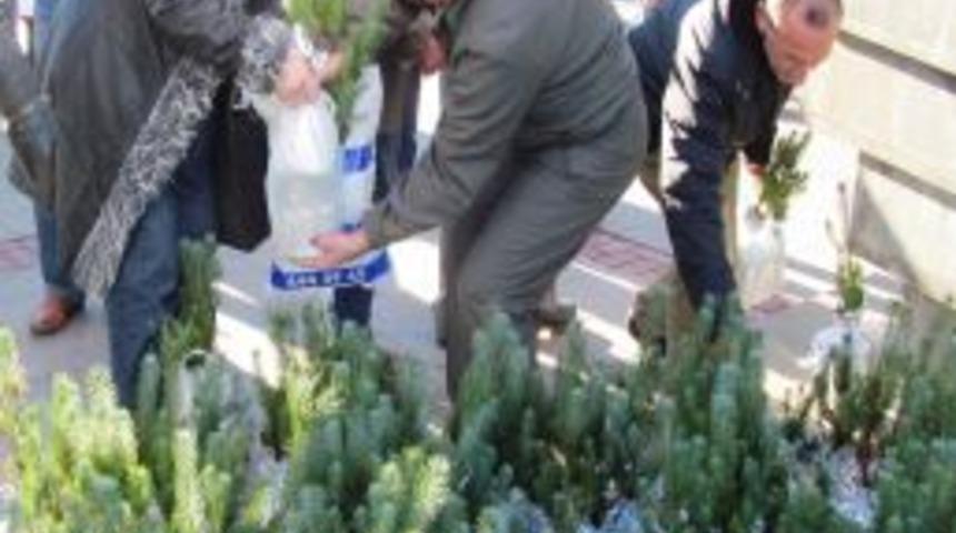 Vatandaşlara &Uuml;cretsiz &Ccedil;am Ağacı Fidanı Dağıtıldı