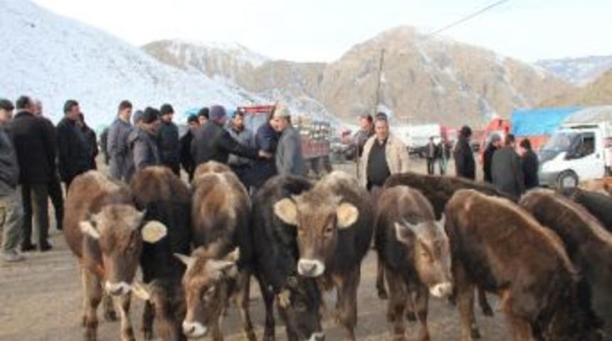 Oltu Canlı Hayvan Pazarında Yaprak Kıpırdamıyor