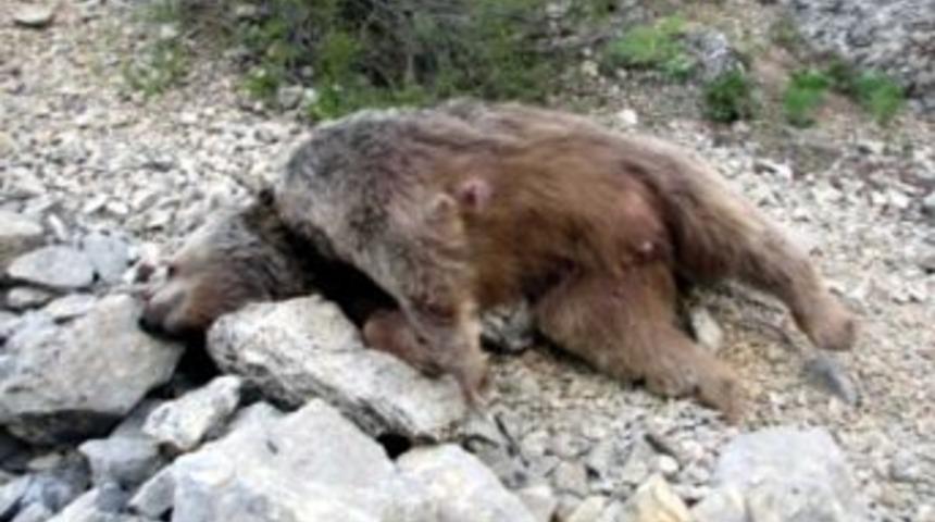 Bal Yemek İ&ccedil;in Kasabaya İnen Ayı Ve Yavrusu &Ouml;ld&uuml;r&uuml;ld&uuml;