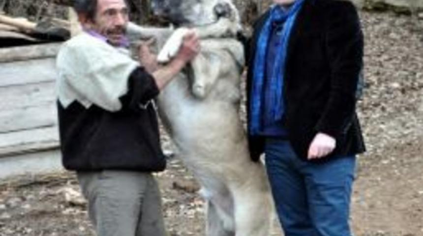 Kangal K&ouml;peklerini Doğasına Uygun Olarak Yetiştiriyorlar