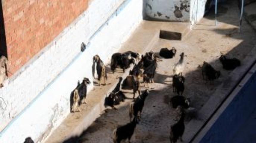 Şehit Sahabelerin Etrafındaki Ahırlar Hala Kaldırılmadı