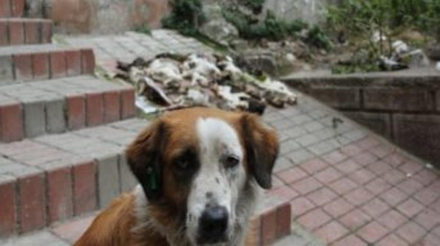 Vahşete Sokak K&ouml;peği Bile Dayanamadı