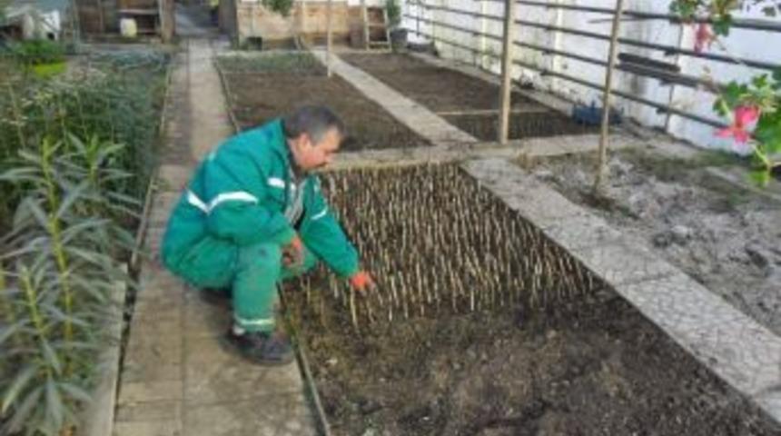 Belediye, Kendi Fidanını Kendisi Yetiştiriyor