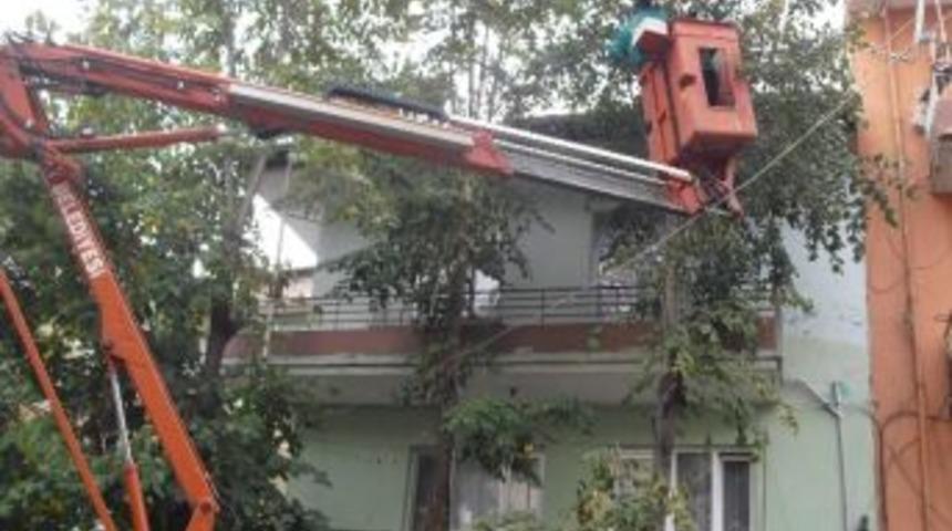 İzmit&rsquo;te Ağa&ccedil;lar Budanıyor