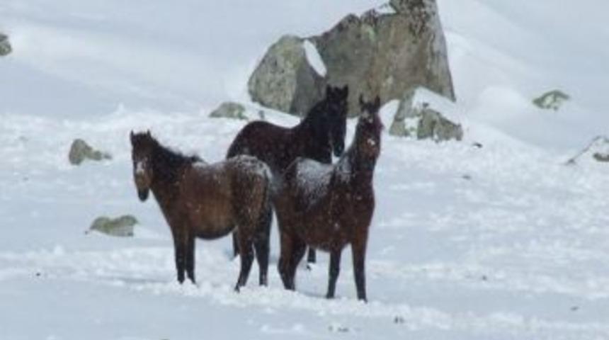 Yılkı Atlara Vefasızlık