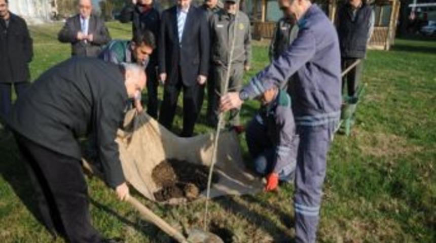 2012&rsquo;nin Son Fidanlarını Diktiler