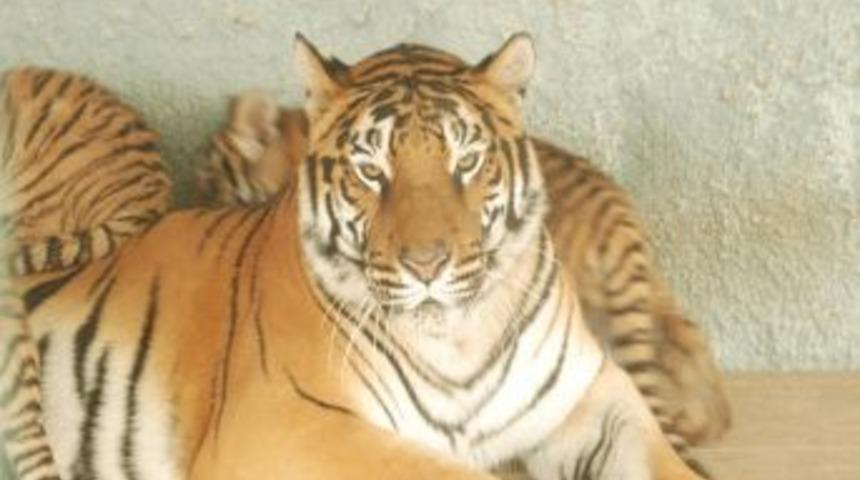 Konya'nın Bengal Kaplanı, Ikinci Kez D&ouml;rd&uuml;z Doğurdu