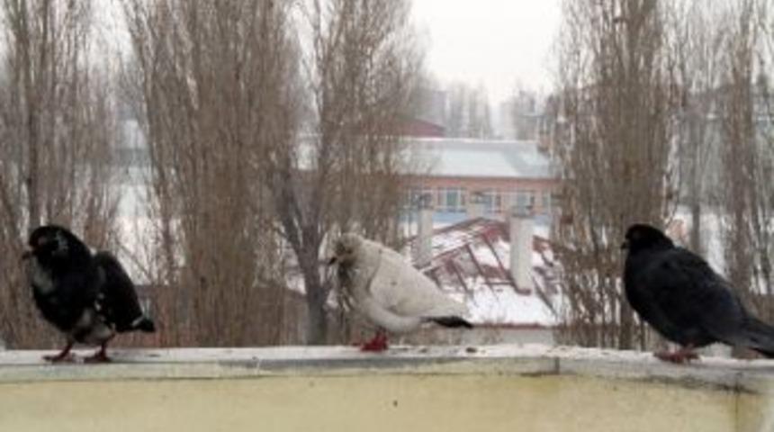 Ardahan&rsquo;da Ağa&ccedil;lar Kırağı Tuttu