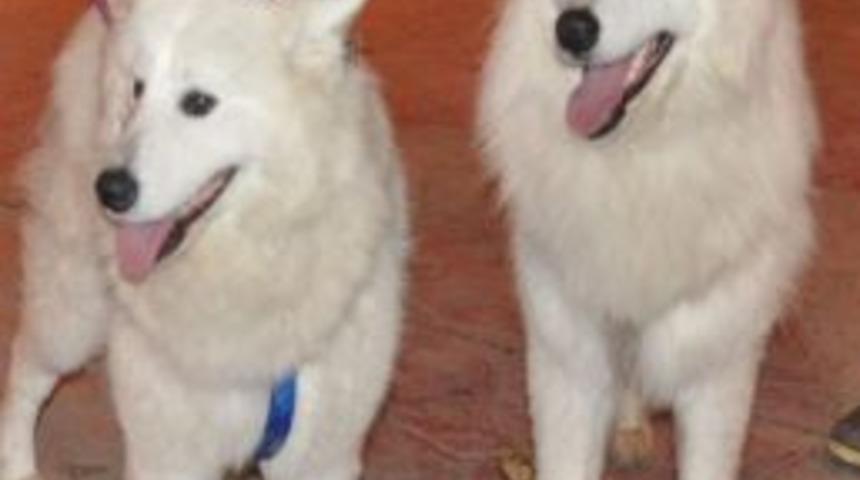 Kukuletalı K&ouml;pekler 2013'e B&ouml;yle Girdi