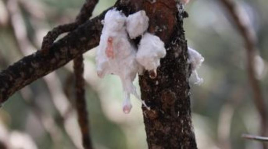 &Ccedil;am Balının Geleceği Araştırılıyor