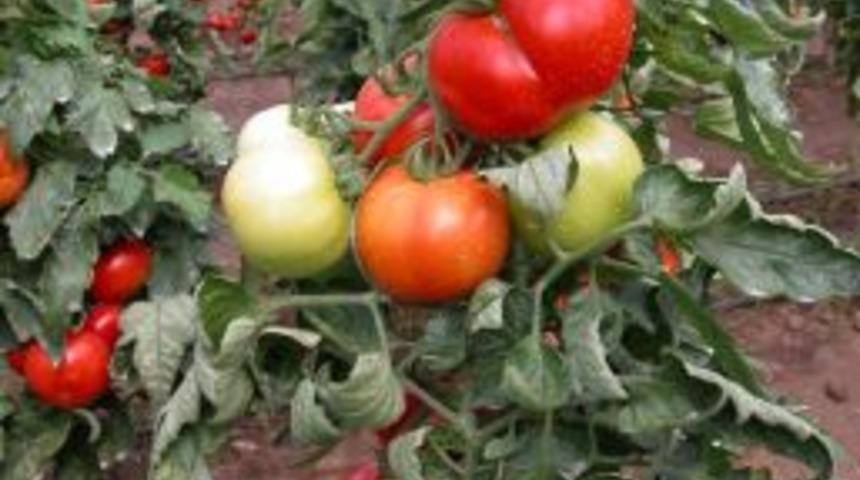 Muğla Tarım &Uuml;retimiyle &Uuml;lke Ekonomisine 3 Milyon Liralık Katkı Sağlıyor