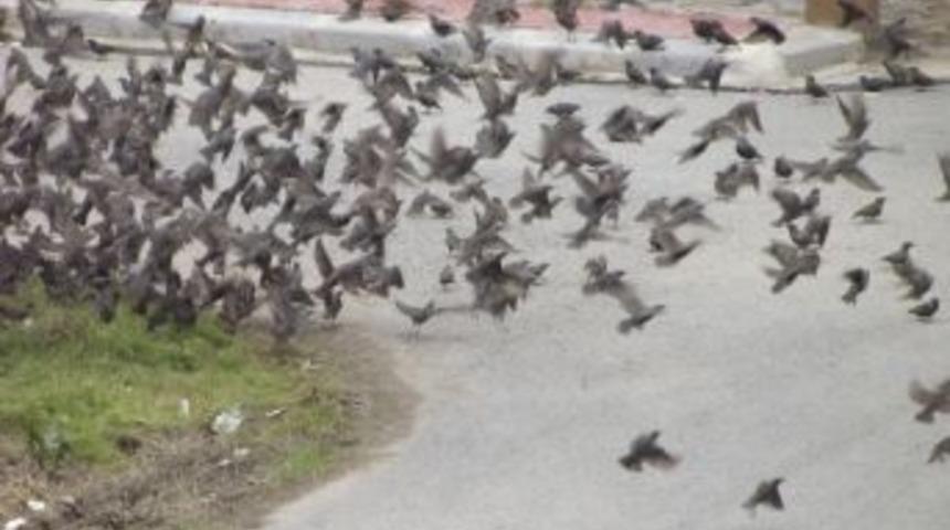 Sığırcıklar Bir İl&ccedil;eyi İstila Etti