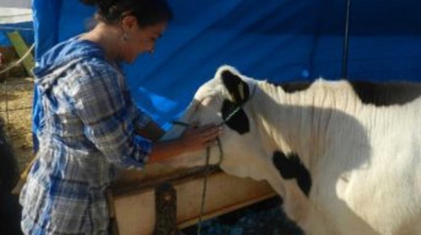 2012&rsquo;de 40 Bin Hayvan Sağlık Taramasından Ge&ccedil;irildi