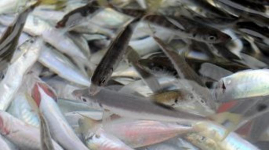 Canlı Balık Balık&ccedil;ının Y&uuml;z&uuml;n&uuml; G&uuml;ld&uuml;rd&uuml;