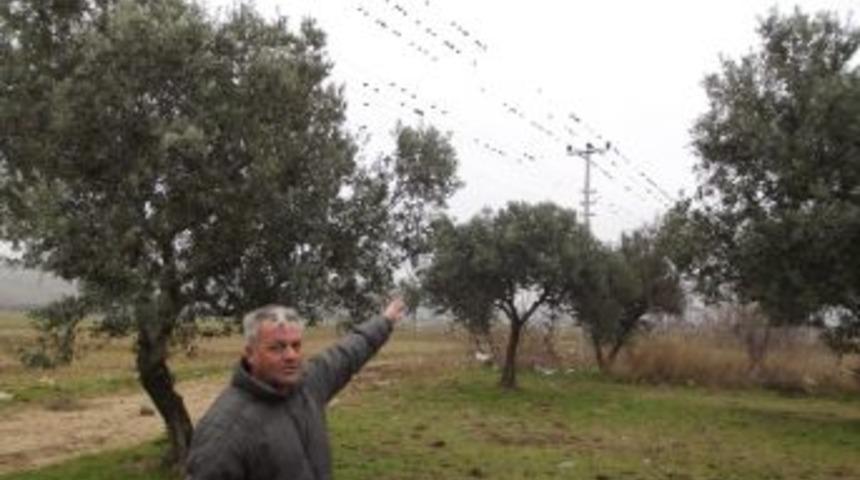 Şark&ouml;y&rsquo;&uuml; İstila Eden Sığırcıklar Zeytin Ağa&ccedil;larına Zarar Verdi