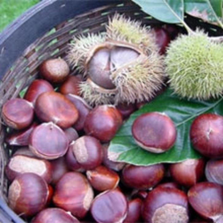 10 Kestane Ka&ccedil; Dilim Ekmeğe Eşit?