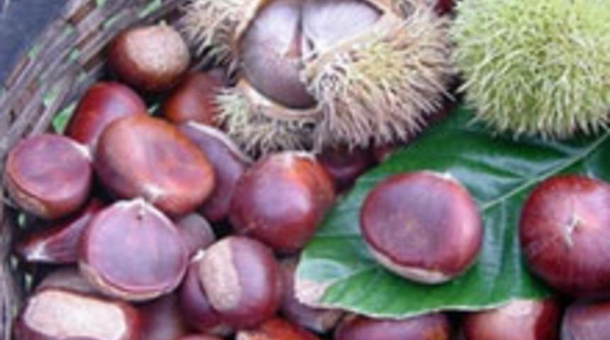 10 Kestane Ka&ccedil; Dilim Ekmeğe Eşit?