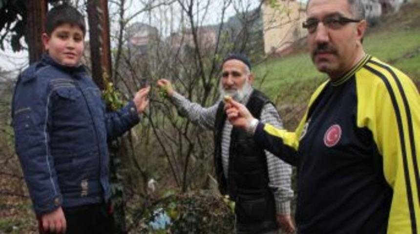 Kış Mevsiminde Meyve Veren Erik Ağacı Şaşırttı