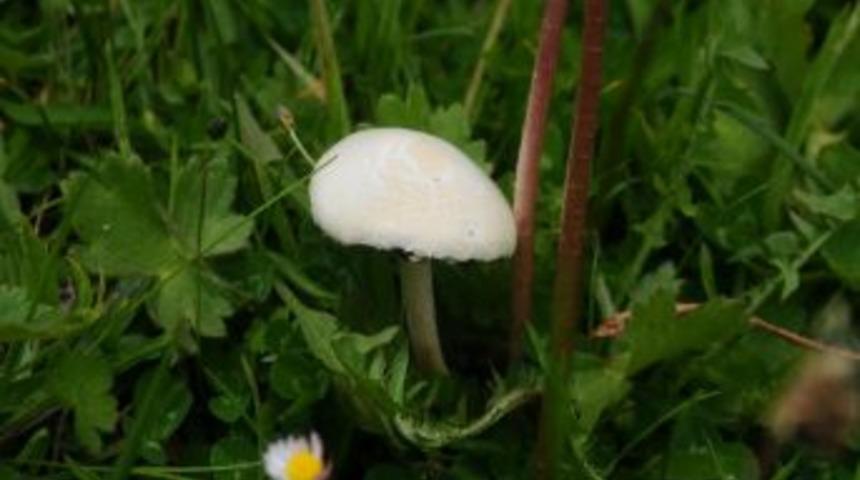 Zehirli Mantar Uyarısı