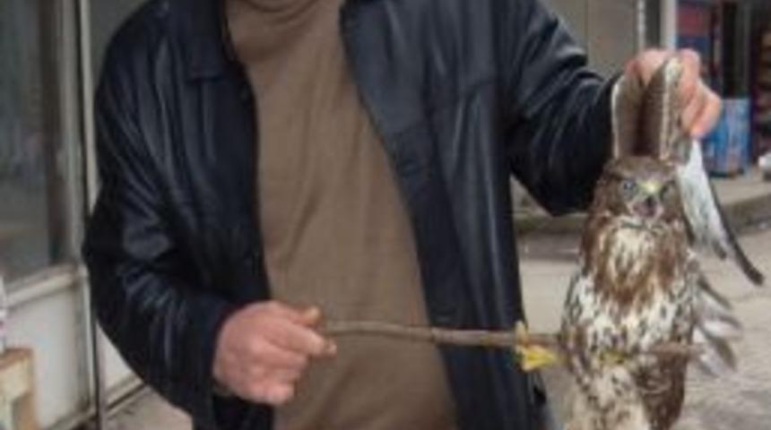 Yaralı Doğanı Tedavi Ettiremedi