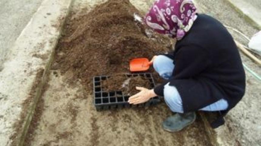Sera Ortamında &Ccedil;elikle &Uuml;retim &Ccedil;alışmaları Başladı