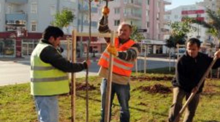Antalya'da Cadde Ve Sokaklara Ge&ccedil;en Yıl 2 Bin 500 Narenciye Ağacı Dikildi