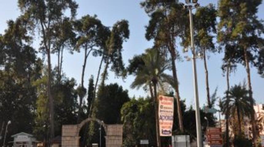 Tarsus'ta Ekonomik &Ouml;mr&uuml;n&uuml; Tamamlayan Ağa&ccedil;lar Kesilecek