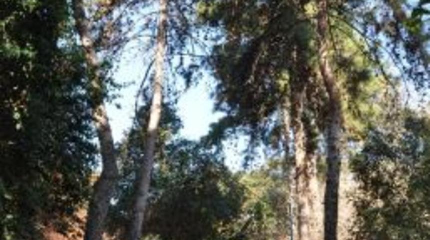Tarsus'ta Ekonomik &Ouml;mr&uuml;n&uuml; Tamamlayan Ağa&ccedil;lar Kesilecek
