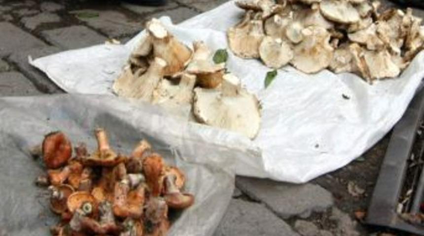 Aydın'da Mantar Bereketi
