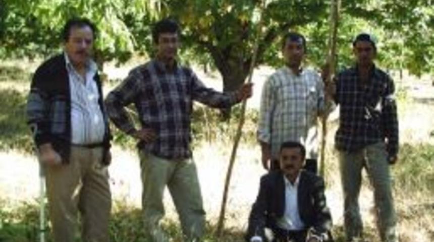 &Ouml;demişli Kestane &Uuml;reticileri Destek Bekliyor