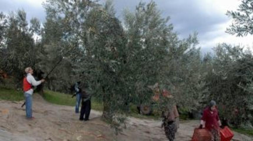 Edremit'te Binlerce İnsan Zeytin Toplayarak Ge&ccedil;imini Sağlıyor