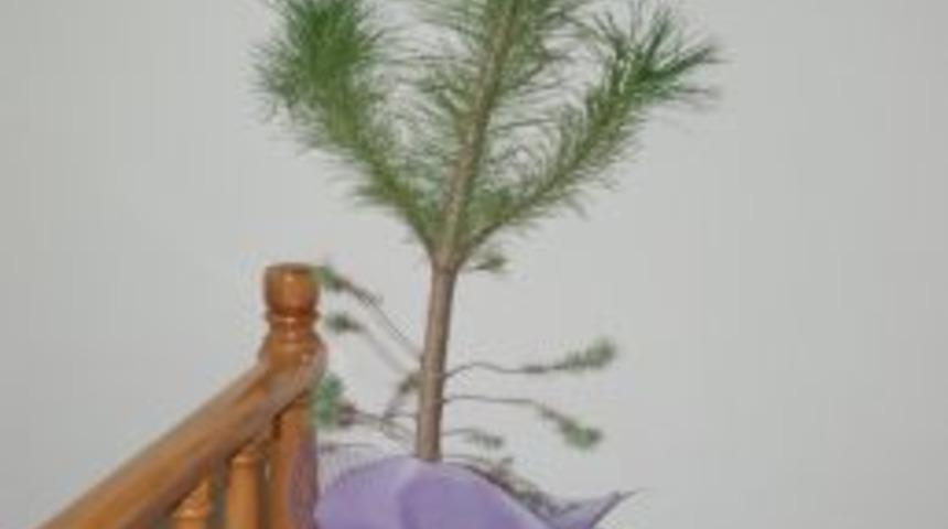 Didim&rsquo;e Yerleşen Her Aileye &Ccedil;am Fidanı