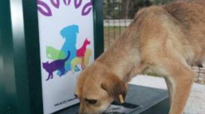 Sokak Hayvanları İ&ccedil;in &ldquo;insanlığa Yakışır&rdquo; Proje