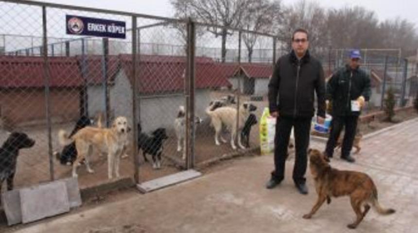 "Aksaray Belediyesi K&ouml;pek Rehabilitasyon Merkezi Son Derece Hijyenik Ve D&uuml;zenli"