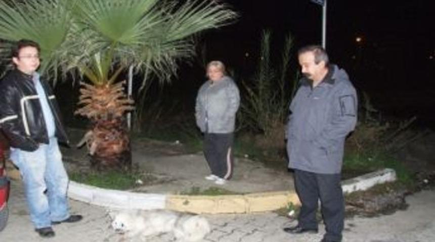 Mersin'de K&ouml;peklerin Zehirli Etle Telef Edildiği İddiası