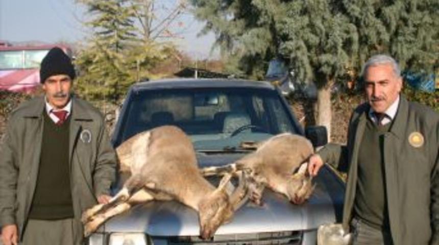 Koruma Altındaki Dağ Ke&ccedil;isini Avlayan Avcıya, 3 Bin 17 Lira Para Cezası Verildi