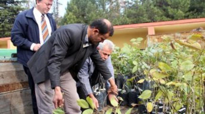 Kahramanmaraş&rsquo;ta Cevize Y&uuml;zde 50 Hibe Desteği Sağlanıyor