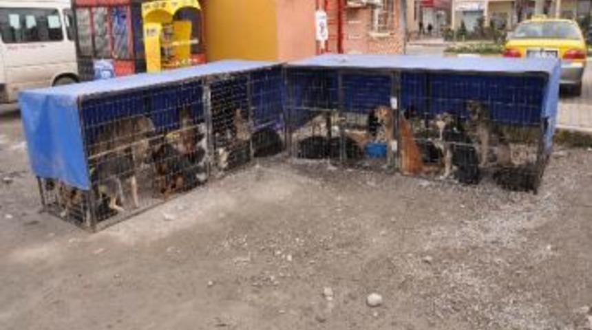 İnebolu Belediyesi, Sokak Hayvanlarını Kısırlaştırdı