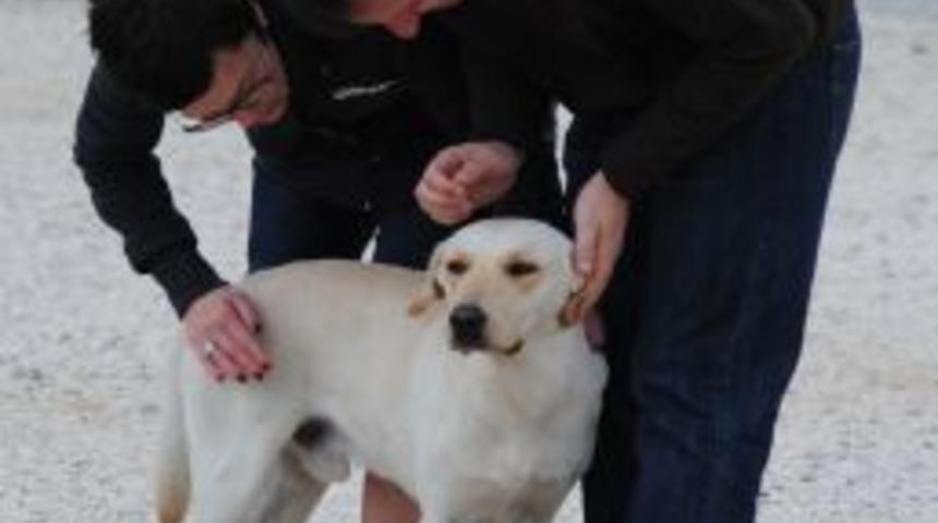 Manavgat'ta Sokak K&ouml;pekleri Başıboş Dolaşmayacak