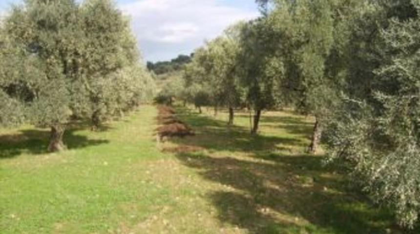 &Ouml;demiş Ve &Ccedil;evresinde Zeytin Hasadının Tadı Yok