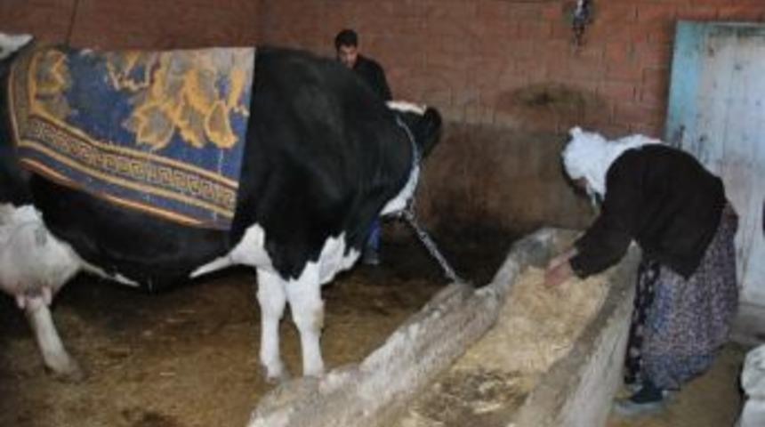 Selendi&rsquo;nin Asırlık &Ccedil;ınarı