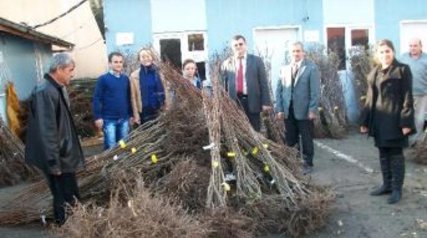 &Ccedil;aycuma&rsquo;da &Ccedil;ift&ccedil;ilere Meyve Fidanı Dağıtıldı
