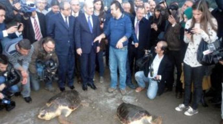Bakan Bayraktar Yaralı Kaplumbağaları Denizle Buluşturdu