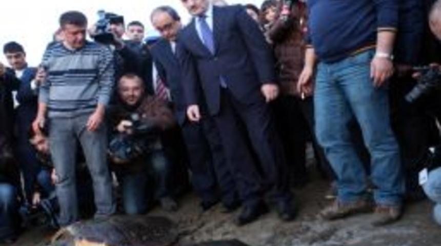 Bakan Bayraktar, Tedavi Edilen Carettaları Denize Bıraktı