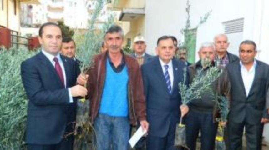 Ziraat Odası'ndan Zeytin Fidanı