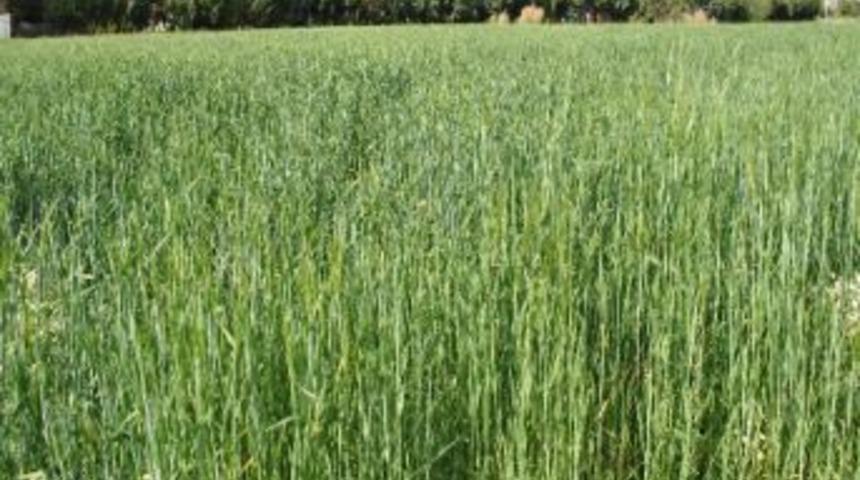 Prim &Ouml;demeleri&ccedil;in Baz &Uuml;retim Miktarları Belirlendi