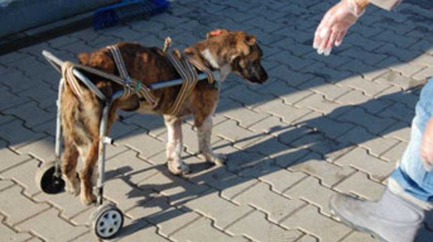 Fel&ccedil;li k&ouml;peğe tekerlekli sandalye