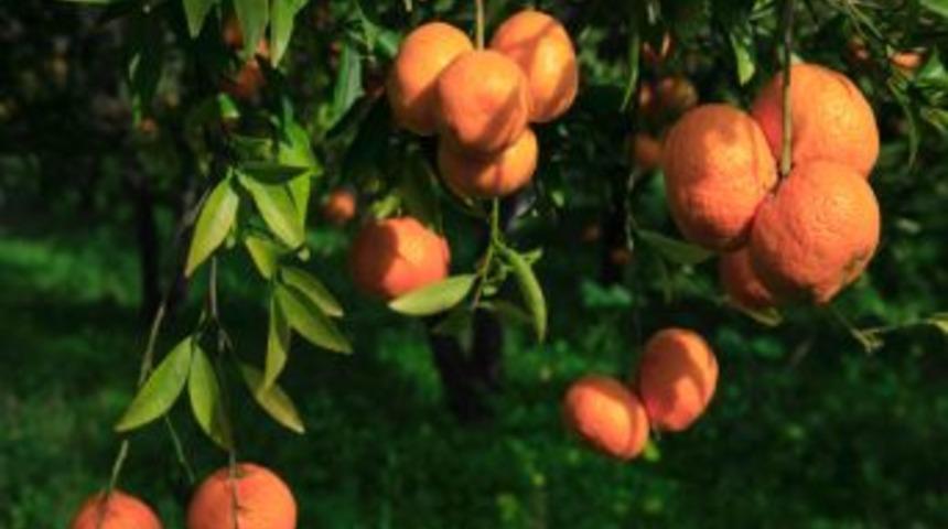 Bodrum Mandalinası Tescillendi