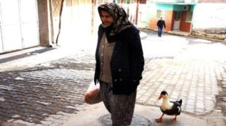 Sevimli &Ouml;rdek, Sahibini Yalnız Bırakmıyor